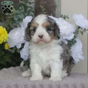Fern, Cavapoo Puppy